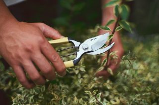 Niwaki, Secateurs